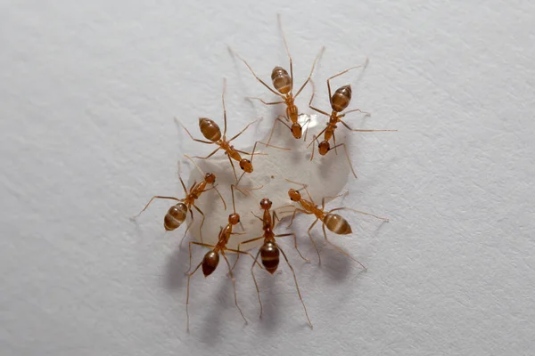 Ants and aphids on a white background. Macro photo.