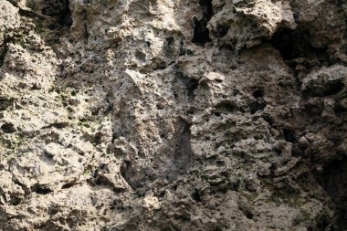 Ormandaki yaşlı ağaç kütüğü, yakın plan. Doğa arkaplanı