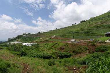 Doi Mae Salong, Chiang Rai, Endonezya 'daki şeker kamışı çiftliği.