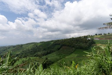 Doi Mae Salong, Chiang Rai, Endonezya 'daki şeker kamışı çiftliği.