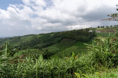 Doi Mae Salong, Chiang Rai, Endonezya 'daki şeker kamışı çiftliği.