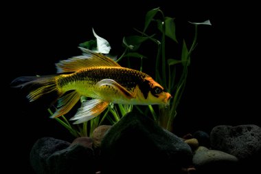 Koi balığı beyaz arka planda izole edilmiş. Koi balığı yaklaş..