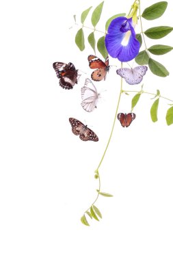 Beyaz arka planda izole edilmiş kelebekler ve çiçekler. Kesme Yolu