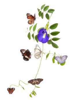 Beyaz arka planda izole edilmiş kelebekler ve çiçekler. Kesme Yolu