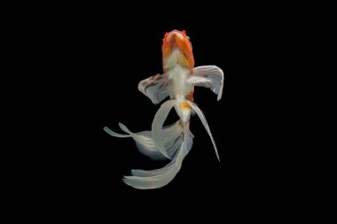 Siyah arka planda izole edilmiş koi balığı. Koi balığı yaklaş..