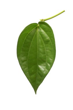 Piper Betle (ayrıca Betel veya Sireh olarak da bilinir), beyaz arka planda kalp şeklinde yaprakları olan bir sarmaşıktır.