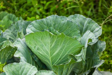 Bahçede yetişen yeşil lahana, bahçede yetişen yeşil lahana, yeşil lahana bitkisine yakın.