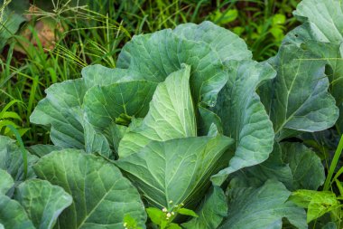 Bahçede yetişen yeşil lahana, bahçede yetişen yeşil lahana, yeşil lahana bitkisine yakın.