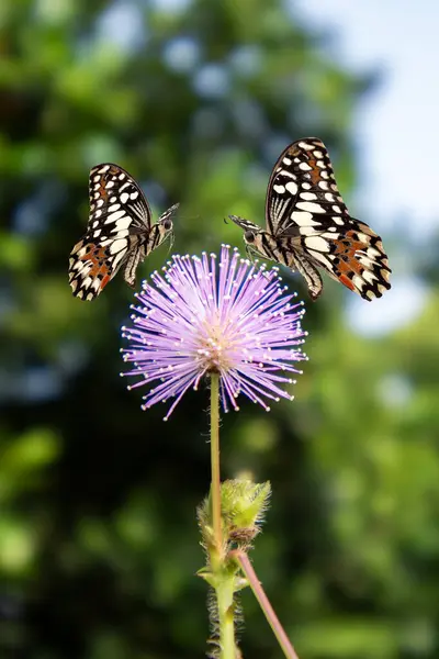Mariposa Volando Sobre Fondo Naturaleza Flor —  Fotos de Stock