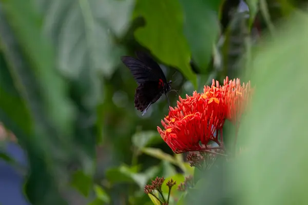 Çiçek Yaprağı Doğa Arka Planında Kelebek — Stok fotoğraf