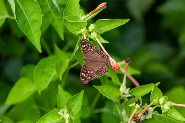 Papillon Sur Feuille Fleur Fond Nature Images De Stock Libres De Droits