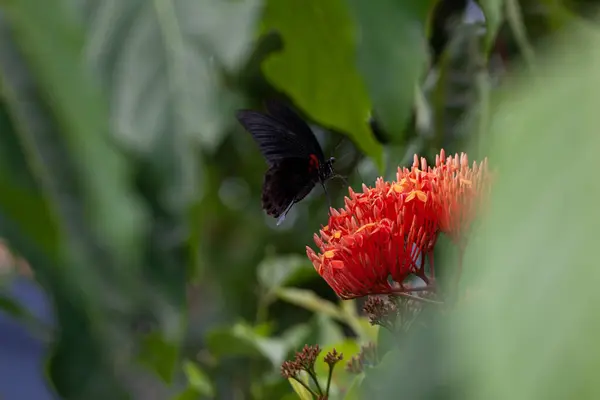 배경에 나비와 — 스톡 사진