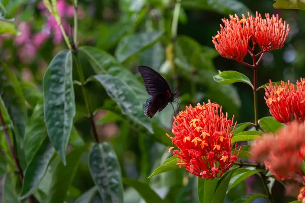 Doğada Kelebek Çiçek — Stok fotoğraf