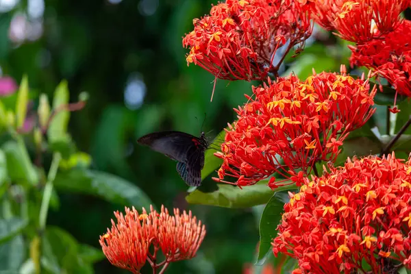 Mariposa Flor Sobre Fondo Natural —  Fotos de Stock