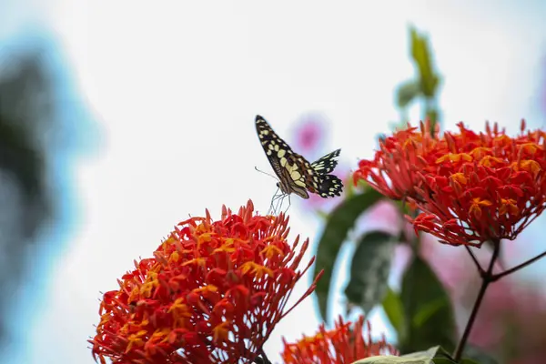 Mariposa Sobre Naturaleza Las Flores Fondo Del Cielo —  Fotos de Stock