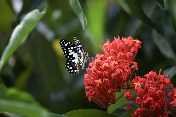 Küçük Kırmızı Çiçek Arka Planında Sevimli Eşsiz Bir Kelebek — Stok fotoğraf