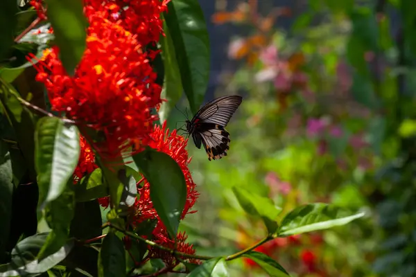 Küçük Kırmızı Çiçek Arka Planında Sevimli Eşsiz Bir Kelebek — Stok fotoğraf