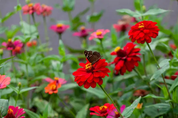 Roztomilý Jedinečný Motýl Malé Červené Květiny Příroda Pozadí Stock Fotografie