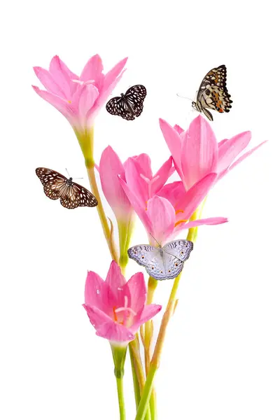 Motýl Bílém Květu Izolované Bílém Pozadí Výstřižkem Cesta Royalty Free Stock Fotografie