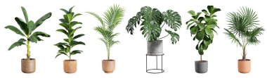 Collection of beautiful plants in ceramic pots isolated on white background. 3D rendering. clipart