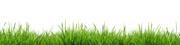 草の背景を水平方向にシームレス 選択的フォーカス 白い背景に隔離された緑の草の閉鎖は 異なる背景で使用することができます 3Dレンダリング — ストック写真