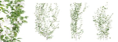 Clematis Lanuginosa sarmaşık ağacı seti, şeffaf arka planda izole edilmiş. 3 Boyutlu Hazırlama.