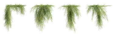 Casuarina Glauca seti, sarmaşık bitkileri, beyaz arka planda izole edilmiş. 3 Boyutlu Hazırlama.
