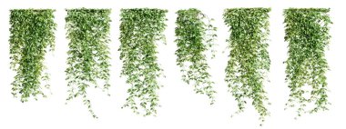 Mucuna Pruriens sürüngen bitkisi seti, vol 2. Beyaz arka planda izole edilmiş. 3 Boyutlu Hazırlama.
