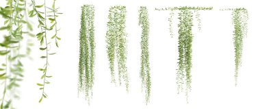 Beyaz arka planda izole edilmiş Vernonia Elliptica sürüngen bitkisi seti. 3 Boyutlu Hazırlama.