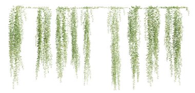 Beyaz arka planda izole edilmiş Vernonia Elliptica sürüngen bitkisi seti. 3 Boyutlu Hazırlama.