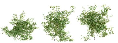 Vitis sürüngen bitkisi seti, vol. 2, beyaz arka planda izole edilmiş. 3 Boyutlu Hazırlama.
