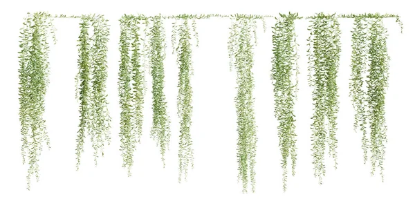 Ряд Хребетних Рослин Vernonia Elliptica Ізольованих Білому Тлі Render — стокове фото