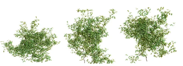 Zestaw Roślin Pełzających Vitis Vol Izolowany Białym Tle Renderowanie — Zdjęcie stockowe