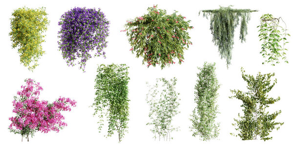 Set of various creeper plants, isolated on white background. 3D render.
