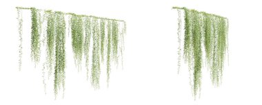 Beyaz arka planda izole edilmiş Vernonia Elliptica sürüngen bitkisi grubu. 3 Boyutlu Hazırlama.