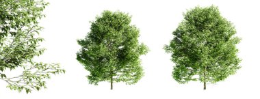 Beyaz arka planda izole edilmiş Amerikan korna ağacı ve seçici odak noktası. 3 Boyutlu Hazırlama.