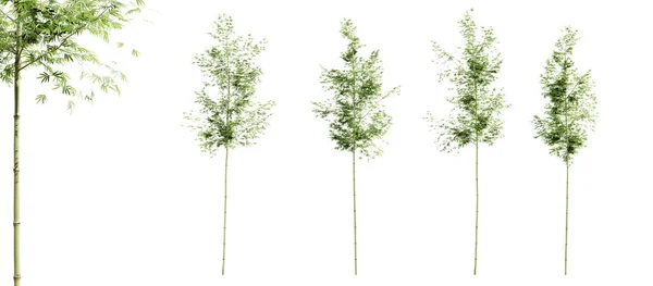 Árboles Bambú Aislados Sobre Fondo Blanco Enfoque Selectivo Cerca Renderizado — Foto de Stock
