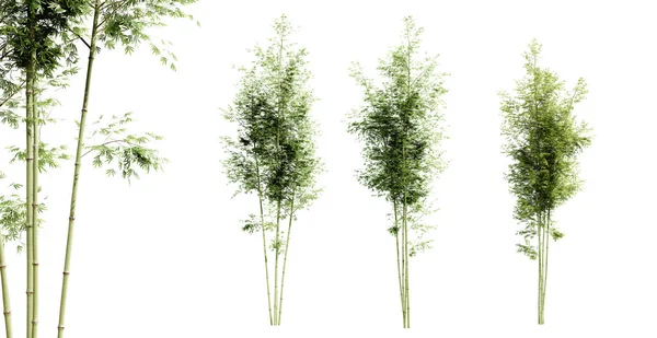 Árboles Bambú Aislados Sobre Fondo Blanco Enfoque Selectivo Cerca Renderizado — Foto de Stock