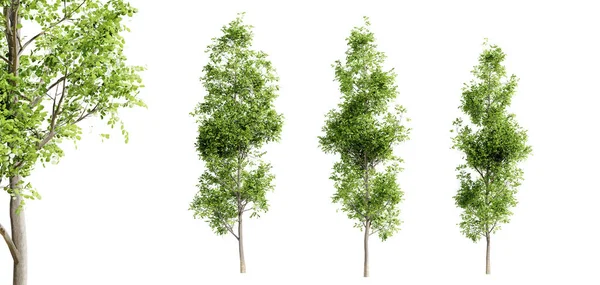 stock image Black alder trees isolated on white background and selective focus close-up. 3D render.