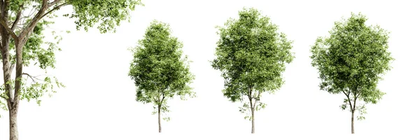 stock image Rosehill white ash trees isolated on white background and selective focus close-up. 3D render.