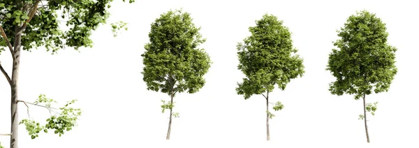 Tilia Cordata Stromy Izolované Bílém Pozadí Selektivní Zaměření Zblízka Vykreslení — Stock fotografie