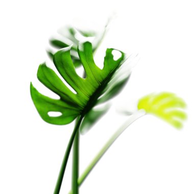 Beyaz arka planda izole edilmiş canavarlar bırakır. Seçici odaklanma. 3 Boyutlu Hazırlama.