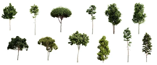 Set Dari Berbagai Jenis Pohon Pinus Terisolasi Pada Latar Belakang — Stok Foto