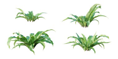Asplenium Nidus tropical plant isolated on white background. 3D render. 3D illustration. clipart
