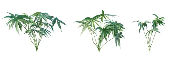 Anthurium Polyschistum Tropische Pflanze Isoliert Auf Weißem Hintergrund Renderer Illustration — Stockfoto
