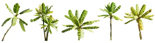 Set Von Musa Paradisiaca Bananenpflanze Isoliert Auf Weißem Hintergrund Renderer — Stockfoto