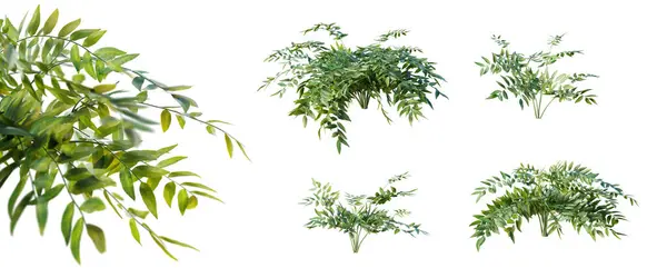Bowenia Spectabilis Pflanze Mit Selektivem Fokus Nahaufnahme Isoliert Auf Transparentem — Stockfoto