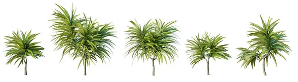 Set Von Dracaena Pflanze Isoliert Auf Weißem Hintergrund Renderer Illustration — Stockfoto