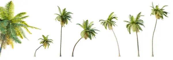 Zestaw Palm Kokosowych Nucifera Selektywnym Zbliżeniem Ostrości Odizolowanych Przejrzystym Tle — Zdjęcie stockowe