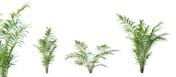 Zestaw Howea Horsteriana Roślin Izolowanych Białym Tle Selektywnym Zbliżeniem Ostrości — Zdjęcie stockowe
